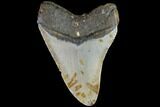 Fossil Megalodon Tooth - North Carolina #86952-1